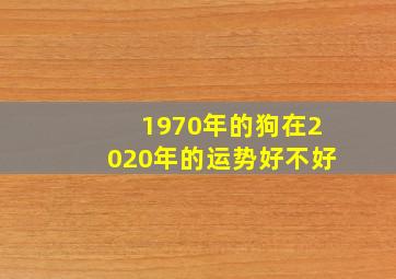 1970年的狗在2020年的运势好不好