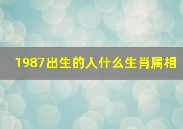 1987出生的人什么生肖属相