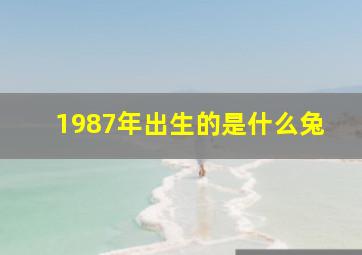 1987年出生的是什么兔