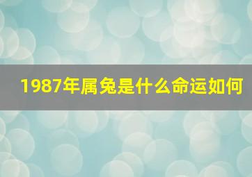 1987年属兔是什么命运如何