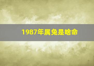 1987年属兔是啥命