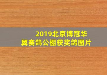 2019北京博冠华翼赛鸽公棚获奖鸽图片