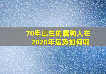 70年出生的属狗人在2020年运势如何呢