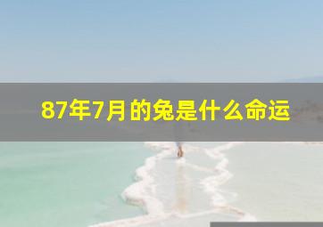 87年7月的兔是什么命运