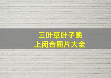 三叶草叶子晚上闭合图片大全