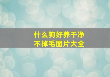 什么狗好养干净不掉毛图片大全