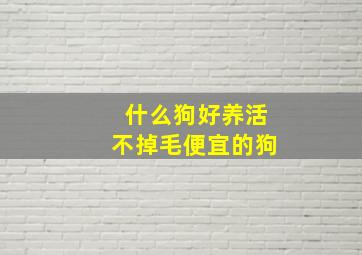 什么狗好养活不掉毛便宜的狗