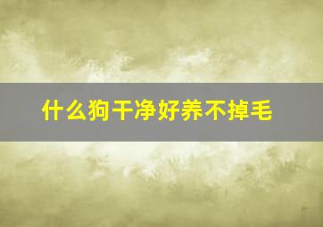 什么狗干净好养不掉毛