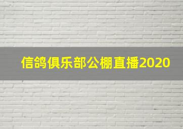 信鸽俱乐部公棚直播2020