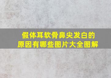 假体耳软骨鼻尖发白的原因有哪些图片大全图解