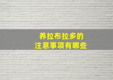 养拉布拉多的注意事项有哪些