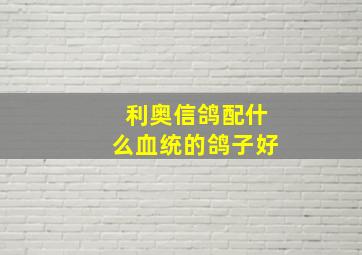 利奥信鸽配什么血统的鸽子好