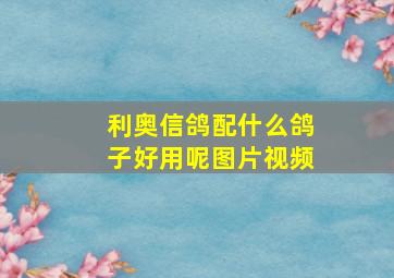 利奥信鸽配什么鸽子好用呢图片视频