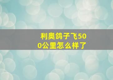 利奥鸽子飞500公里怎么样了