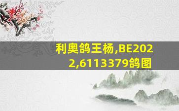 利奥鸽王杨,BE2022,6113379鸽图