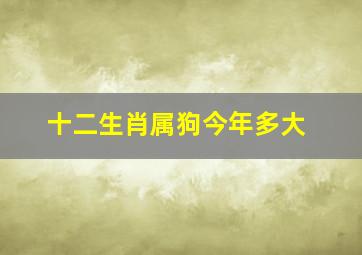 十二生肖属狗今年多大