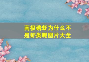 南极磷虾为什么不是虾类呢图片大全