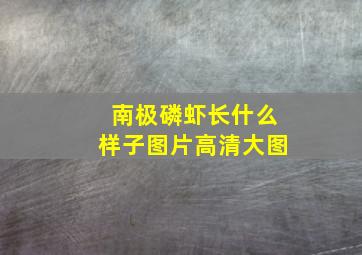 南极磷虾长什么样子图片高清大图