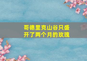 哥德里克山谷只盛开了两个月的玫瑰