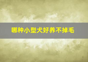 哪种小型犬好养不掉毛