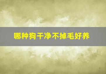 哪种狗干净不掉毛好养