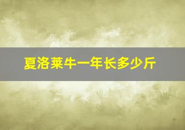 夏洛莱牛一年长多少斤