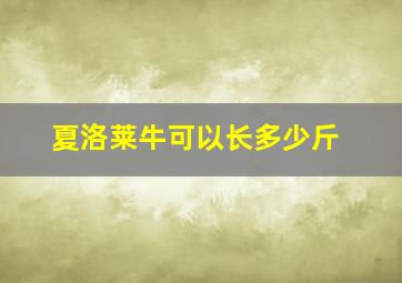 夏洛莱牛可以长多少斤