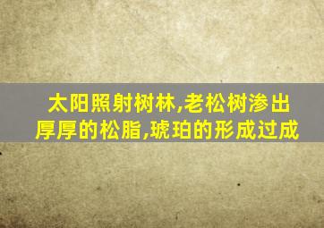 太阳照射树林,老松树渗出厚厚的松脂,琥珀的形成过成