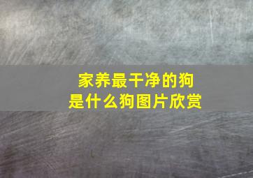 家养最干净的狗是什么狗图片欣赏