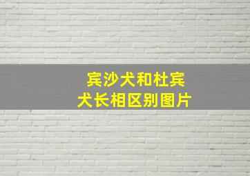 宾沙犬和杜宾犬长相区别图片