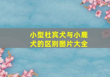 小型杜宾犬与小鹿犬的区别图片大全