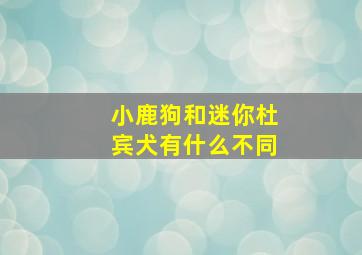 小鹿狗和迷你杜宾犬有什么不同