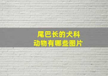 尾巴长的犬科动物有哪些图片