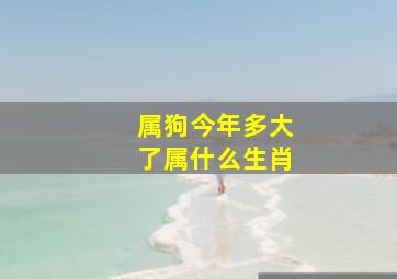 属狗今年多大了属什么生肖