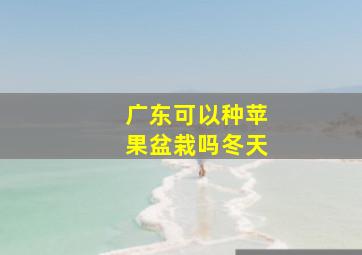 广东可以种苹果盆栽吗冬天