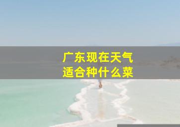 广东现在天气适合种什么菜