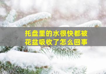 托盘里的水很快都被花盆吸收了怎么回事