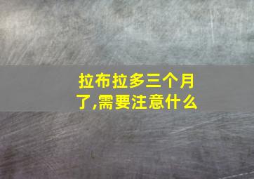 拉布拉多三个月了,需要注意什么