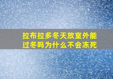 拉布拉多冬天放室外能过冬吗为什么不会冻死