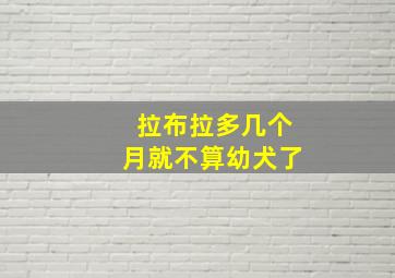 拉布拉多几个月就不算幼犬了