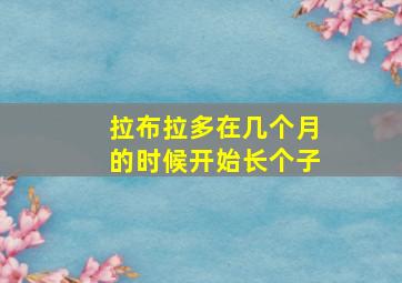 拉布拉多在几个月的时候开始长个子