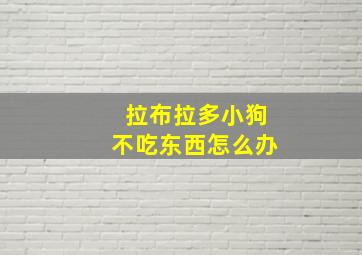 拉布拉多小狗不吃东西怎么办