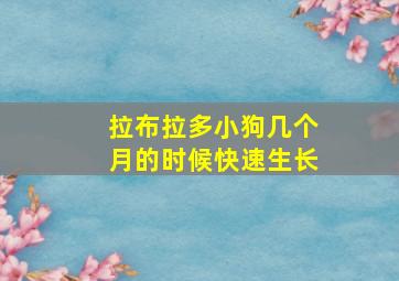 拉布拉多小狗几个月的时候快速生长