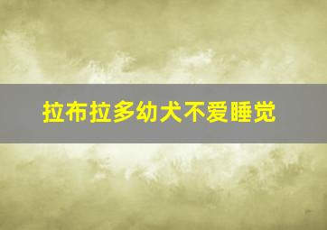 拉布拉多幼犬不爱睡觉