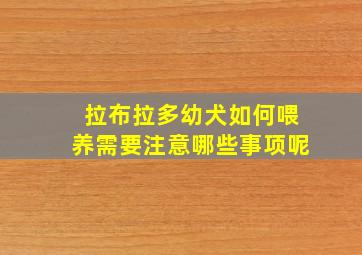 拉布拉多幼犬如何喂养需要注意哪些事项呢