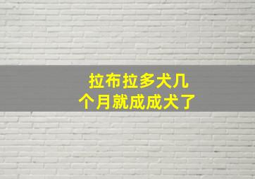 拉布拉多犬几个月就成成犬了