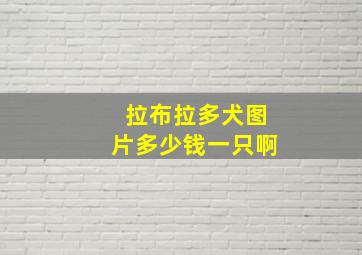 拉布拉多犬图片多少钱一只啊