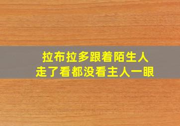 拉布拉多跟着陌生人走了看都没看主人一眼