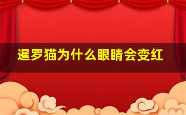 暹罗猫为什么眼睛会变红