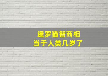 暹罗猫智商相当于人类几岁了